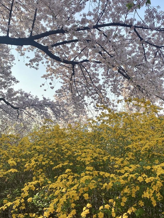 여의도 벚꽃 데이트 명소🌸[윤중로]