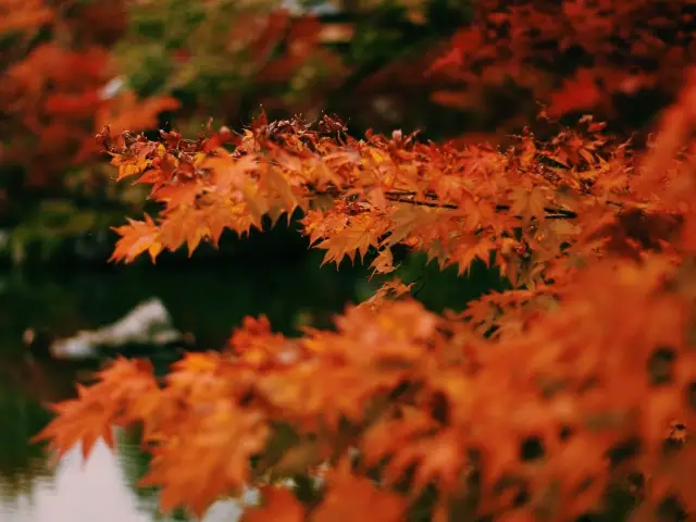 京都·賞紅葉