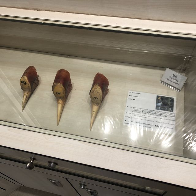 鳥類資料展覽館