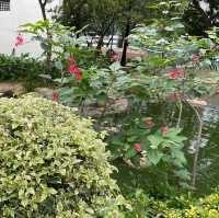 賞花的好地方-荃灣公園