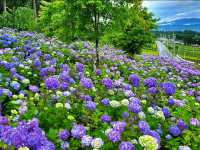 一年中季節の花が楽しめます！
