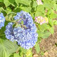 梅雨の高島中央公園の紫陽花