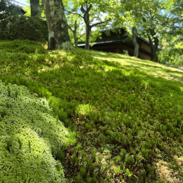 【神奈川】美しい苔を眺めながら散策を楽しむ