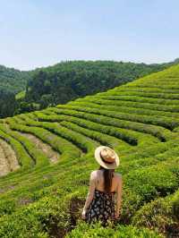 Daehan Dawon Greentea Plantation