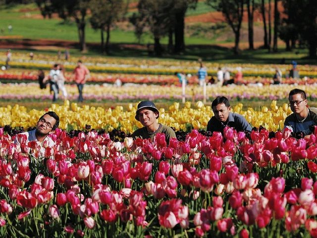 THE BIGGEST TULIPS FESTIVAL IN AUSTRALIA