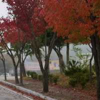 Somewhere Gapyeong station