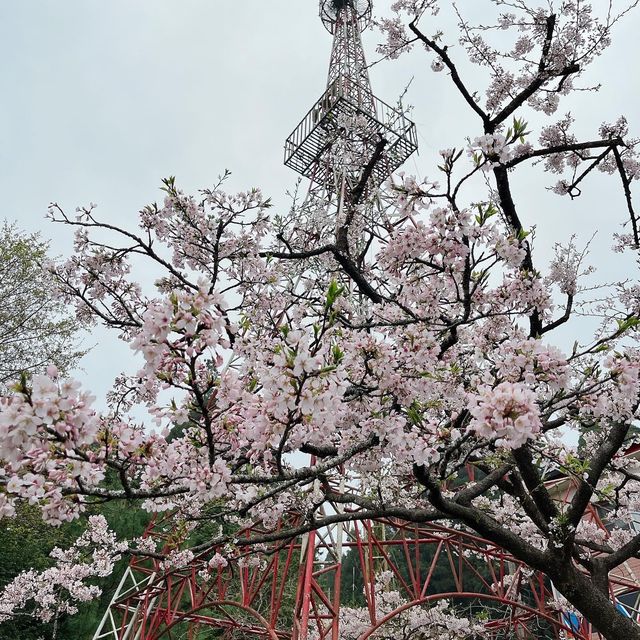 2022阿里山櫻花