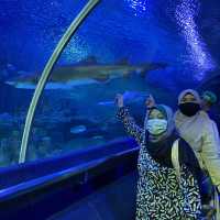 Big Shark Found in Aquaria KLCC!!!!!