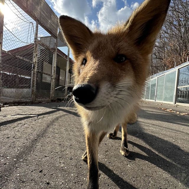 可愛狐狸