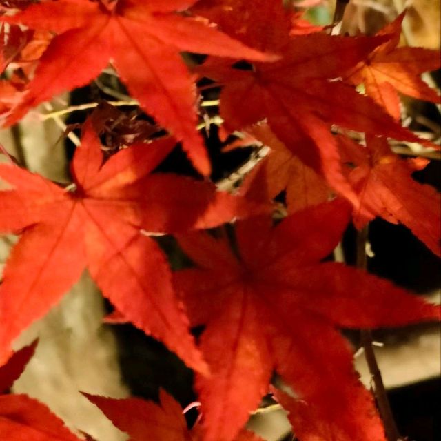嵐山宝厳院ライトアップ