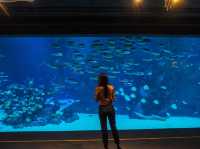 Aquaria Phuket พิพิธภัณฑ์สัตว์น้ำที่ใหญ่ที่สุด