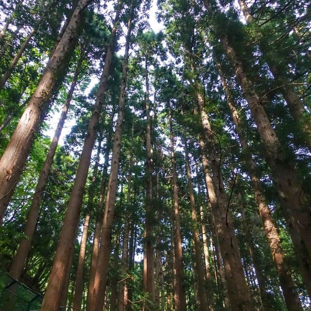 하트 모양 폭포, 울릉도 봉래폭포