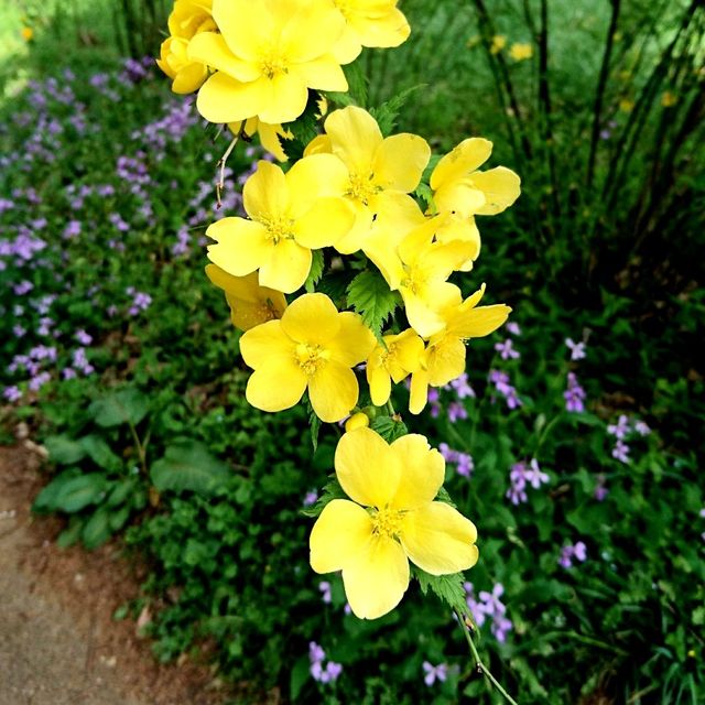 〜芝桜の丘・見晴らしの丘〜【羊山公園】
