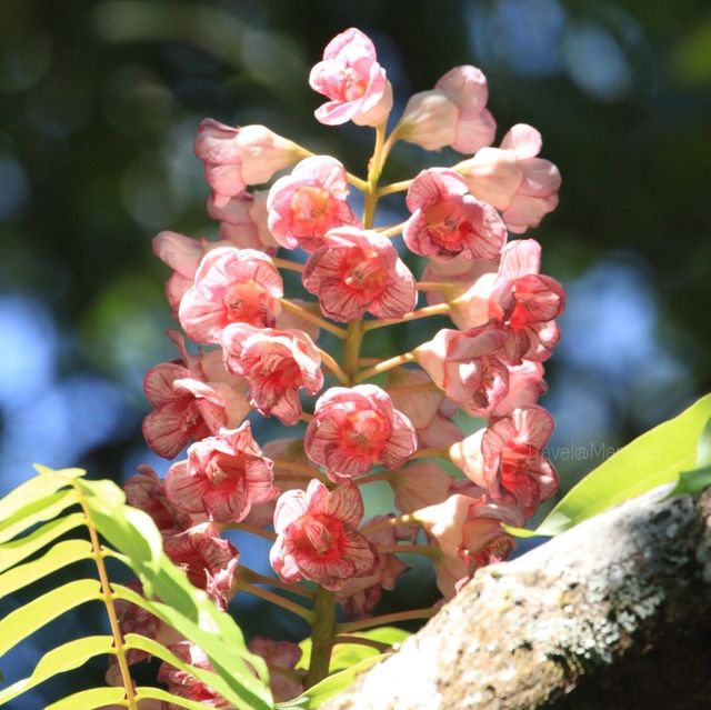 ดอกไม้สีชมพูที่ใกล้สูญพันธุ์ พบแห่งเดียวในโลก 