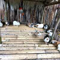 印尼峇里島野生動物園