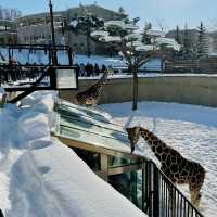 【北海道】ペンギンのお散歩が可愛い🐧冬の旭山動物園