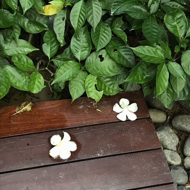 프라이빗한 개별풀장이 있는, 다낭 "나만 리트리트"