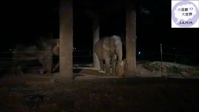 夜間動物園探險之旅