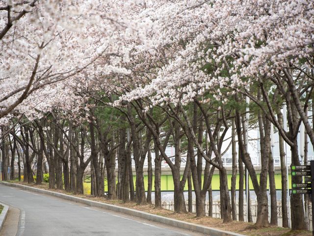 내가 뽑은 서울 숨은 벚꽃 명소