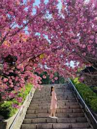 몽글몽글 겹벚꽃 명소는 바로 여기🌸💗