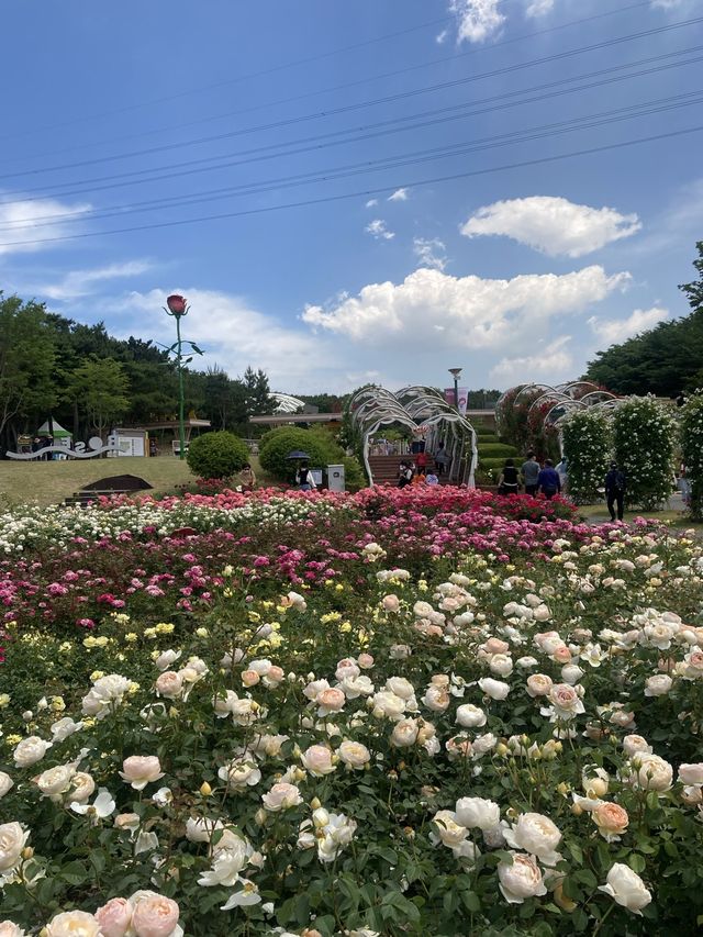 울산대공원 장미축제