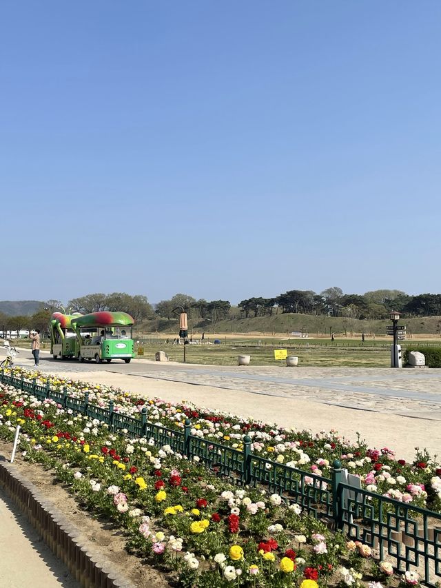 푸른 잔디밭과 "대릉원" 경주 여행