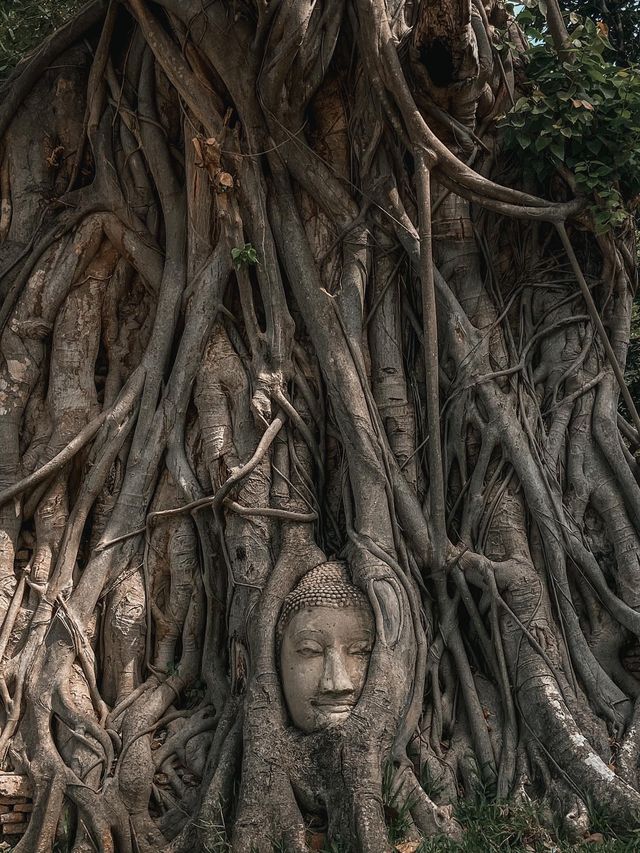Oneday trip in Ayutthaya🇹🇭