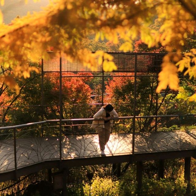 🍁가을에 꼭 방문해야 하는 핫플 [화담숲]🍁