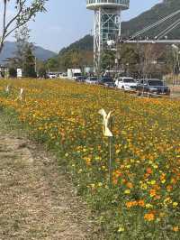 [경남/양산]국화축제에 댑싸리까지 볼 수 있는 가을의 핫플❣️