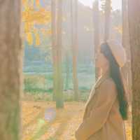 💛외국 자작나무숲의 한국버전 은행나무숲 [경주, 도리마을]
