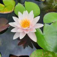 Enjoy Nature at Mt Coot-Tha Botanicals