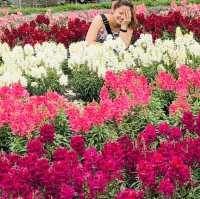 Flower Garden