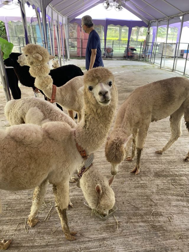 親親羊駝🦙
