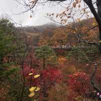 가을의 단풍명소 ‘화담숲’