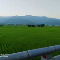 《台東》池上伯朗大道～