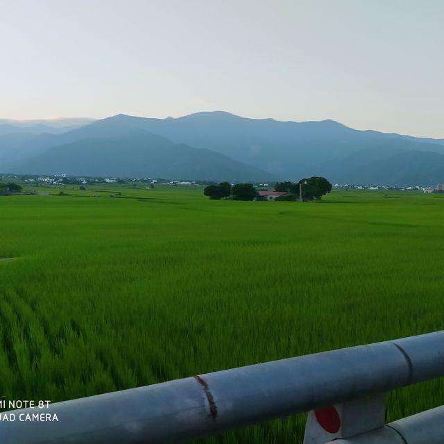 《台東》池上伯朗大道～