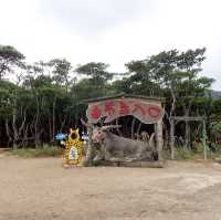 【沖縄･由布島】水牛車で海を渡って辿り着く島🐃