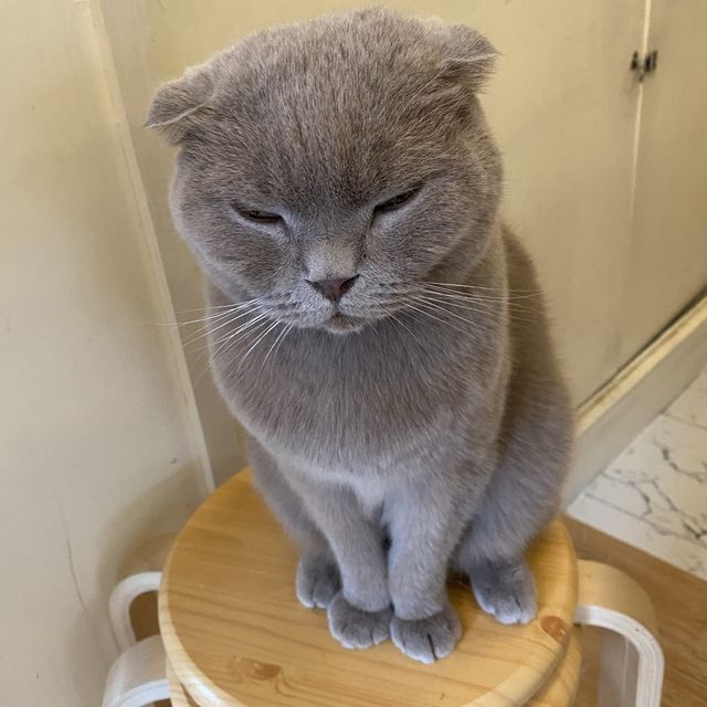 可愛貓貓Cafe