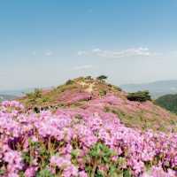 핑크물결이 넘치는 철쭉여행 , 황매산군립공원⛰