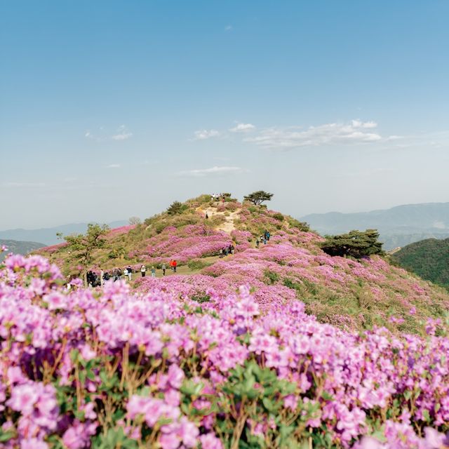 핑크물결이 넘치는 철쭉여행 , 황매산군립공원⛰