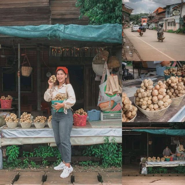 อุตรดิตถ์ เที่ยวเมืองลับเเลให้ฟิน ชมถิ่น ธรรมชาติ 