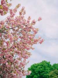 서울근교에서 겹벚꽃 보기 좋은 명소🌸