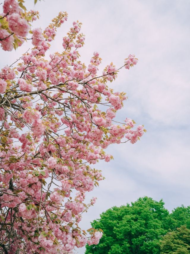 서울근교에서 겹벚꽃 보기 좋은 명소🌸