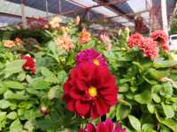 Betong Winter Flower Garden