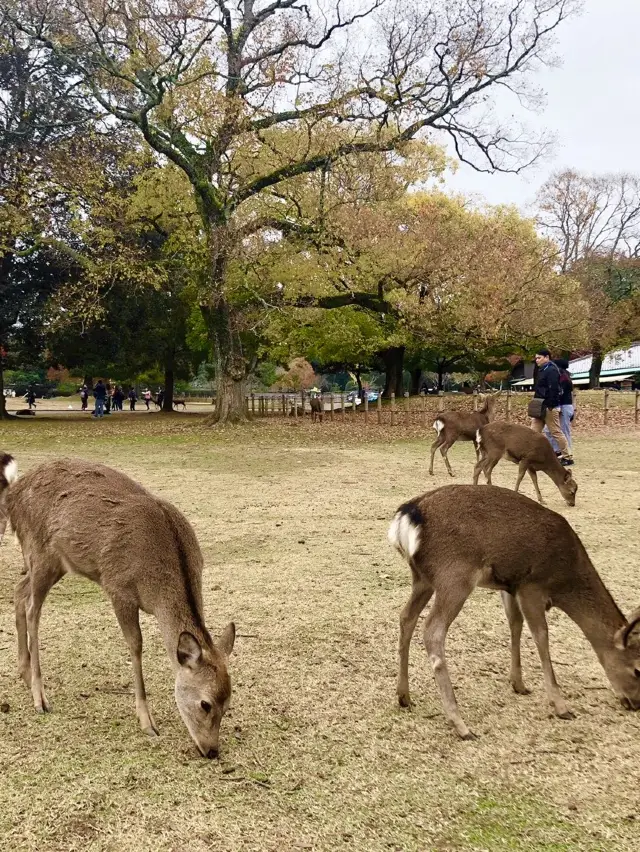 NARA IN JAPAN