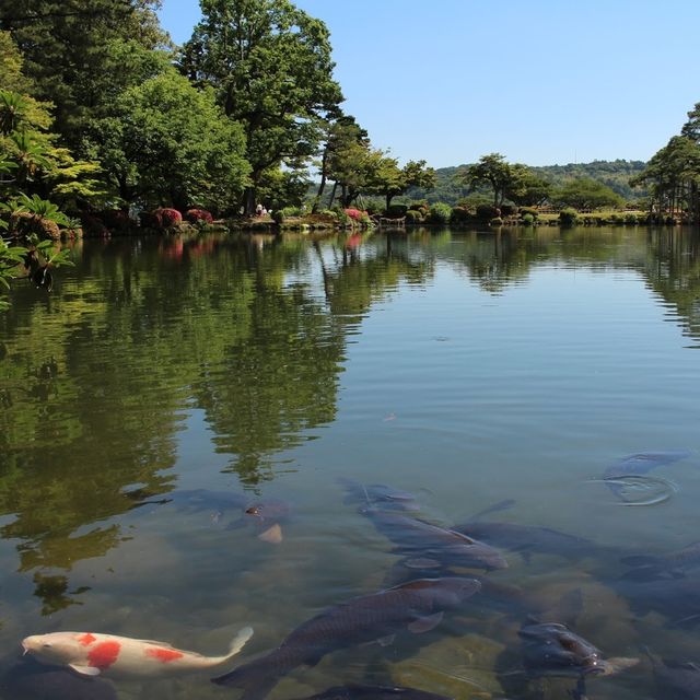 【金沢】圧倒的な日本庭園兼六園！