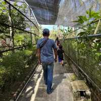 Short trip to Sandakan Crocodile Farm