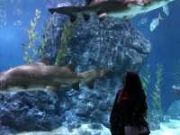 Sea Life Bangkok Ocean World สยามพารากอน