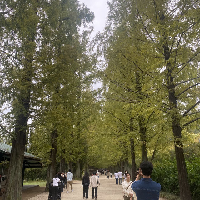 Spectacular tree path