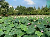 Deokjin Park Day View 